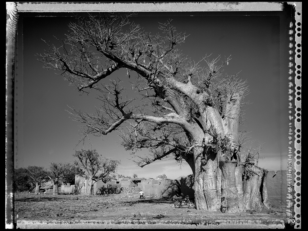 Baobab #1 - 2008, Mali