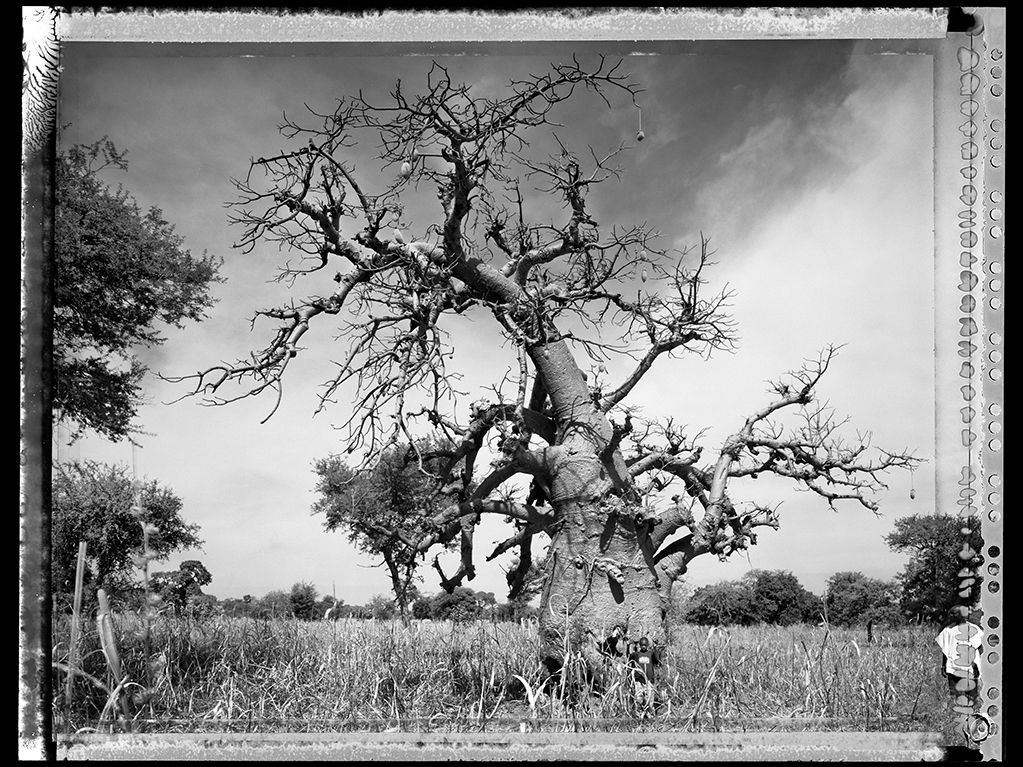 Baobab #2 - 2008, Mali