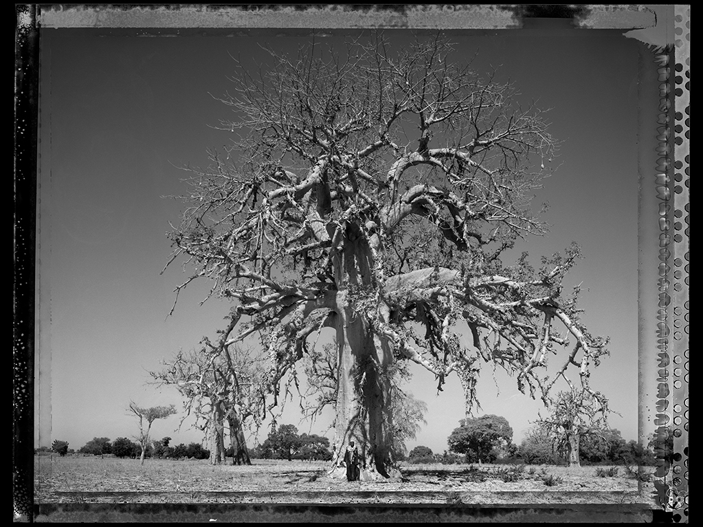 Baobab #3 - 2008, Mali