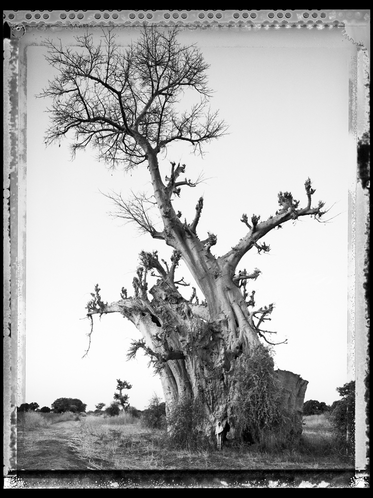 Baobab #6 - 2008, Mali