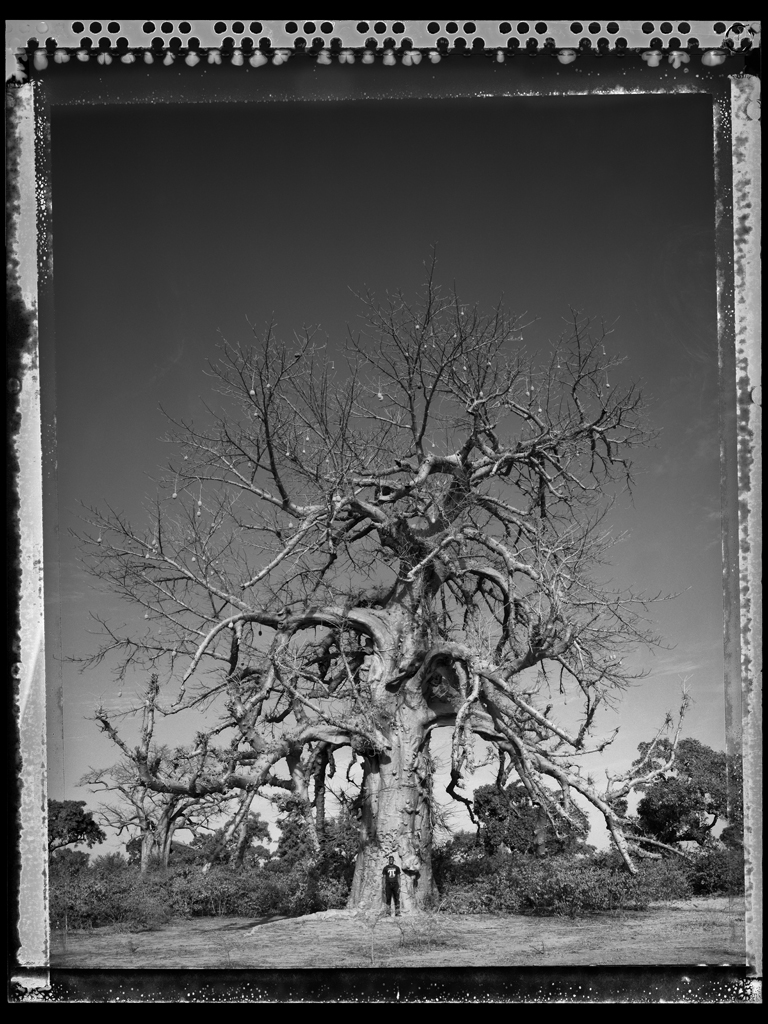 Baobab #9 - 2009, South Africa