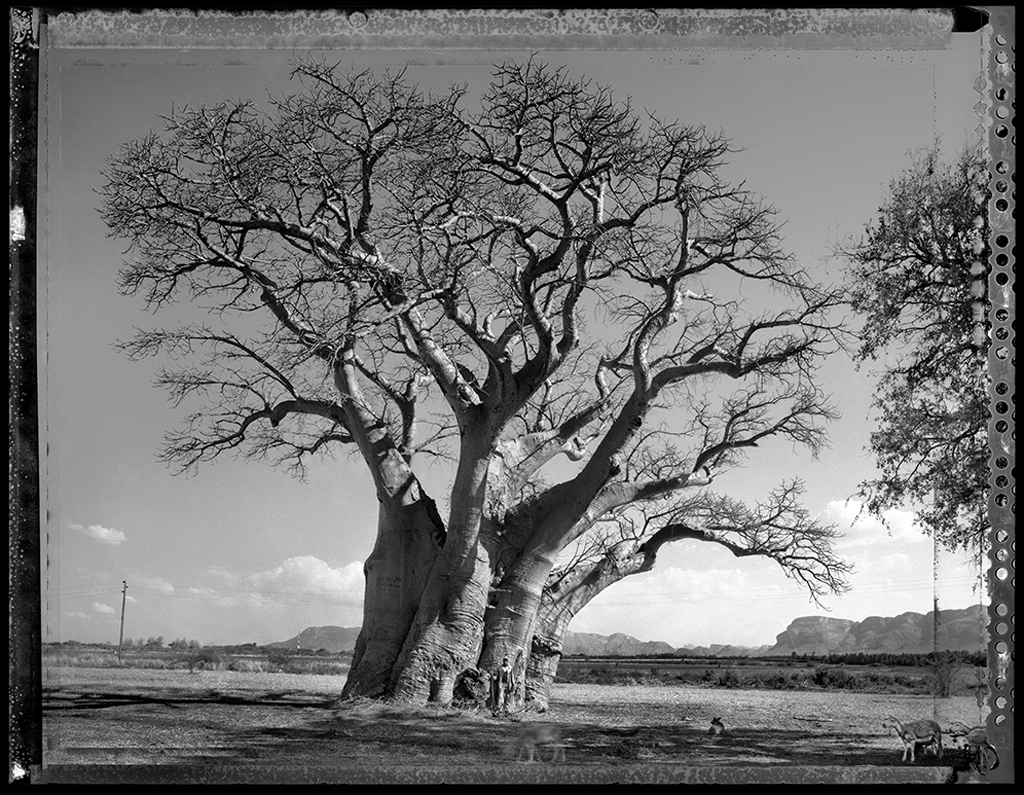 Baobab #13 - 2009, South Africa