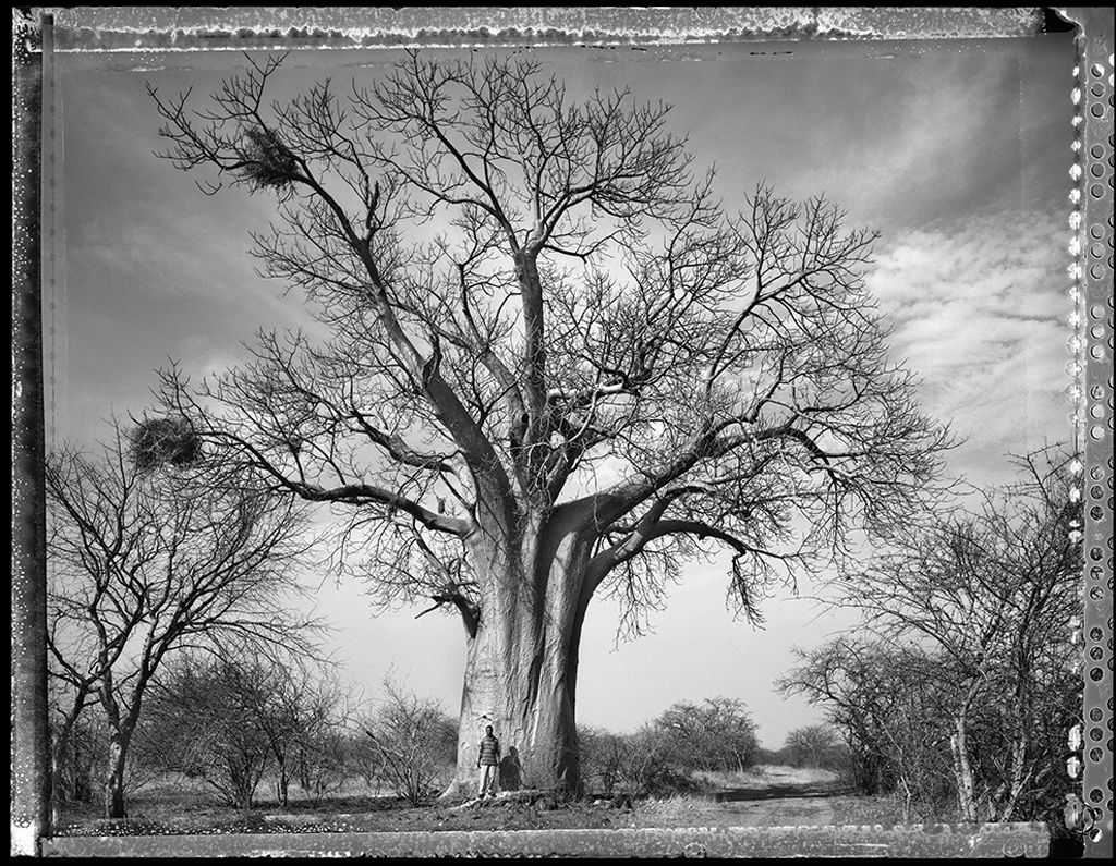 Baobab #14 - 2009, South Africa