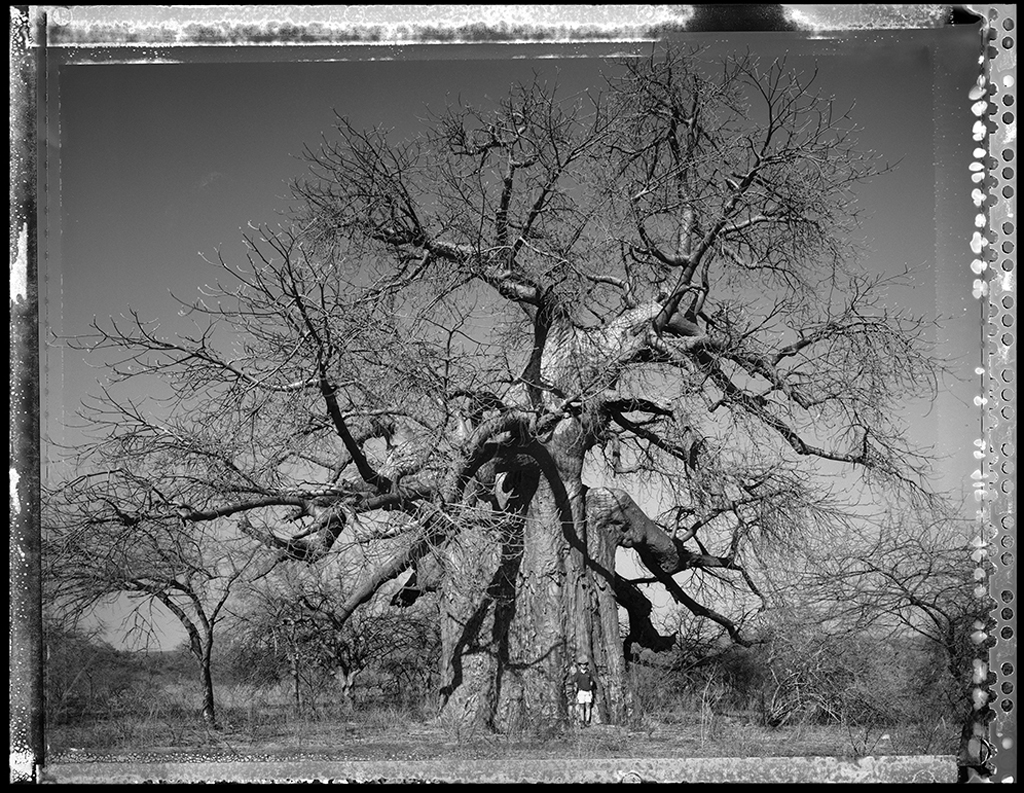 Baobab #19 - 2009, South Africa