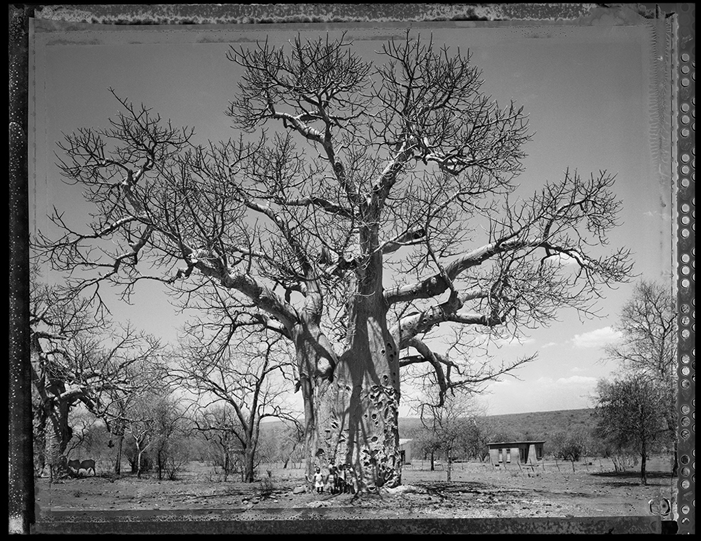 Baobab #20 - 2009, South Africa
