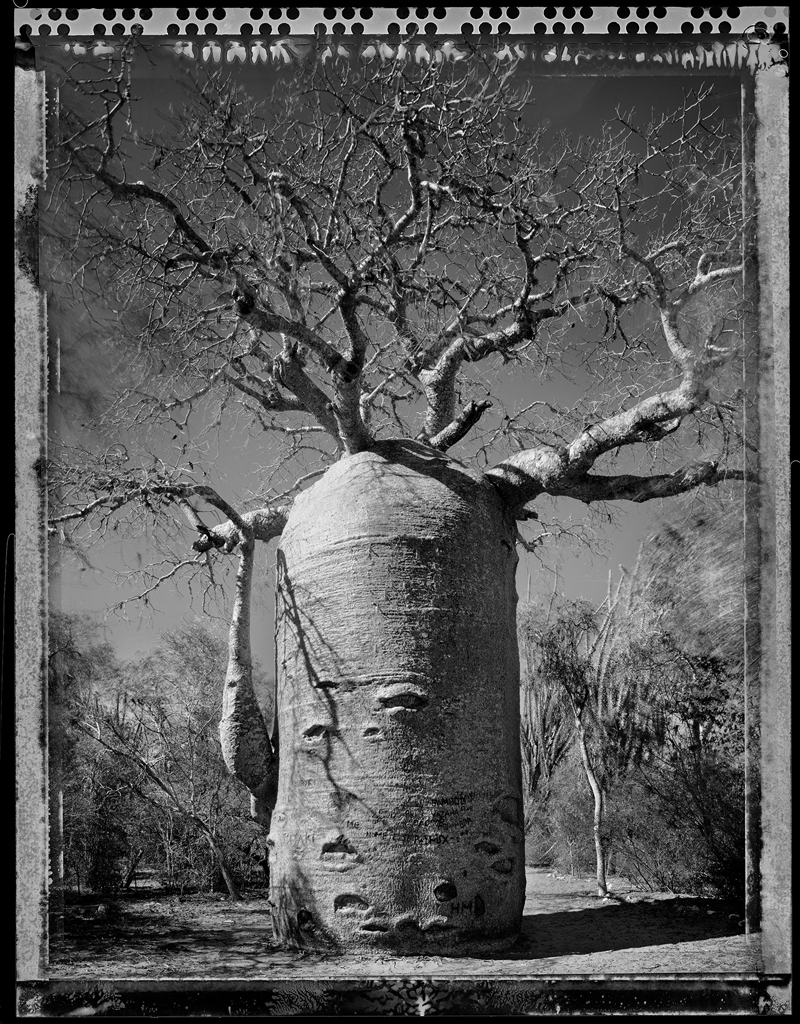 Baobab #21 - 2010, Madagascar