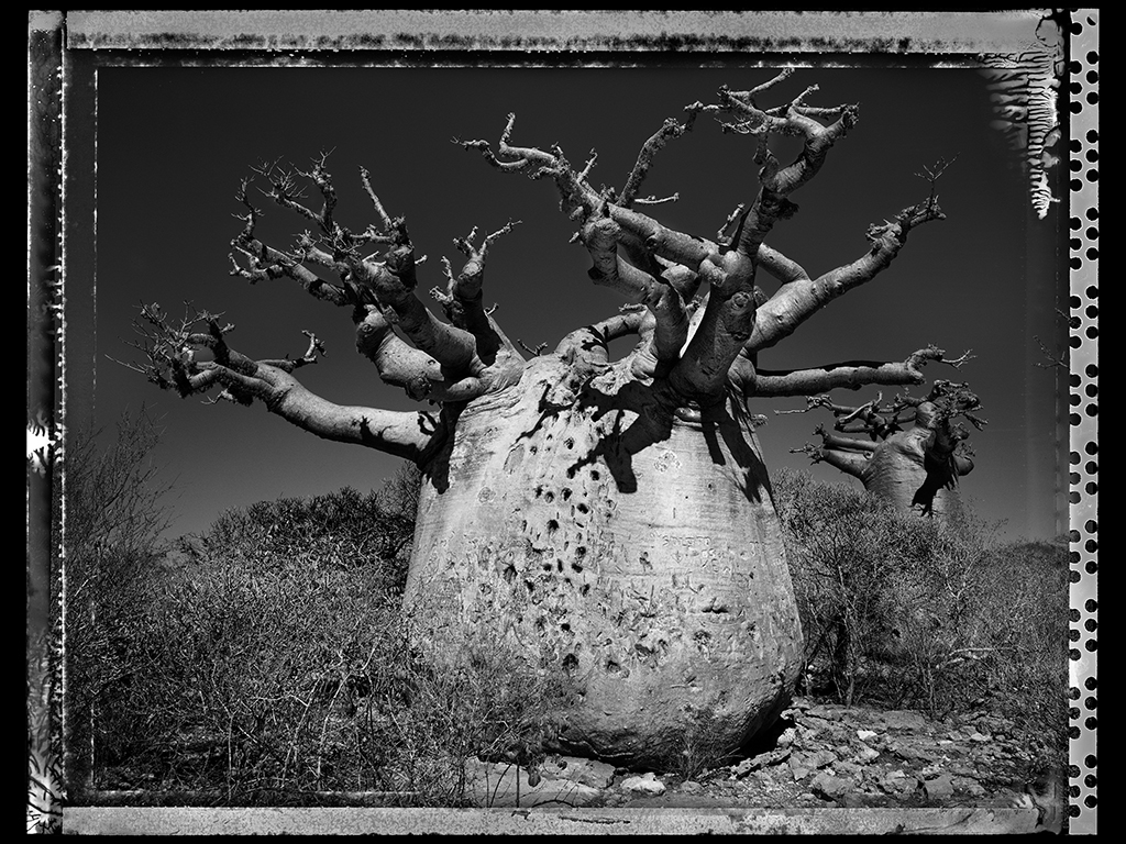 Baobab #25 - 2010, Madagascar