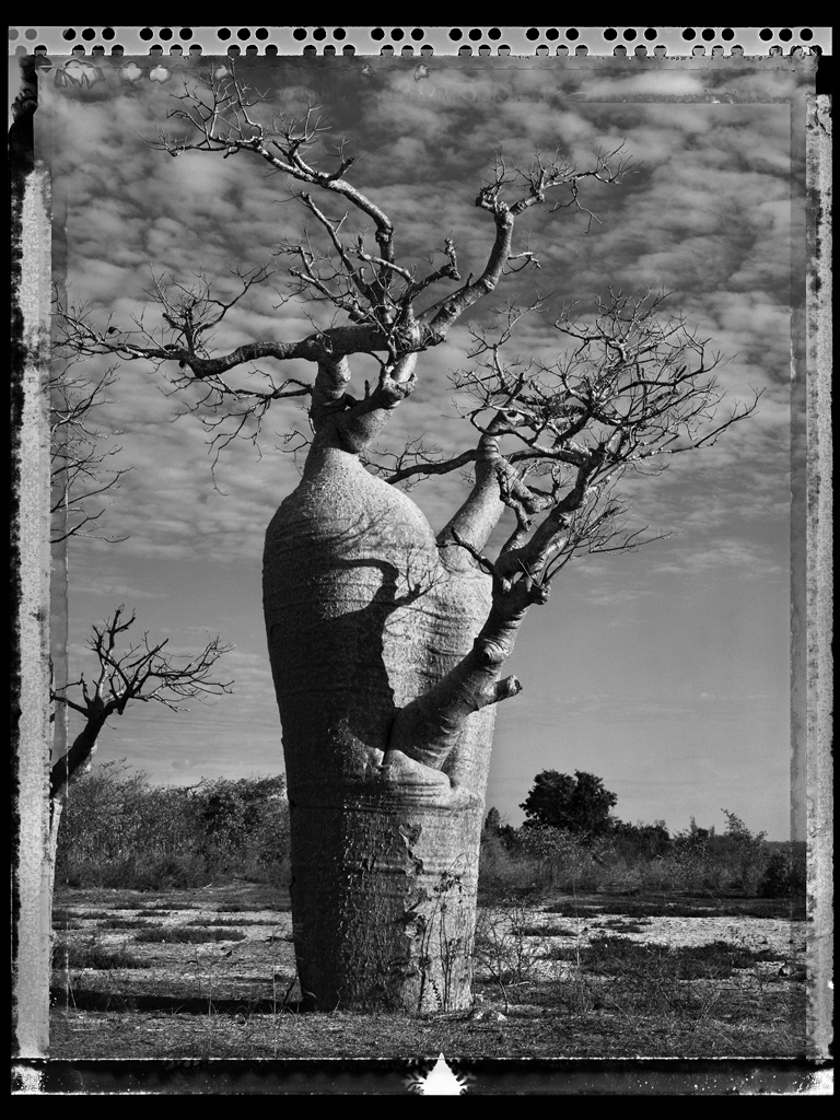 Baobab #31 - 2010, Madagascar