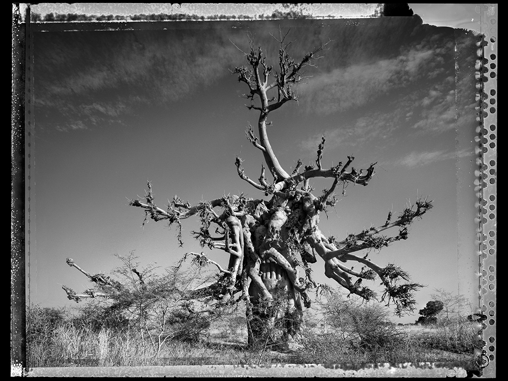 Baobab #4 - 2008, Mali
