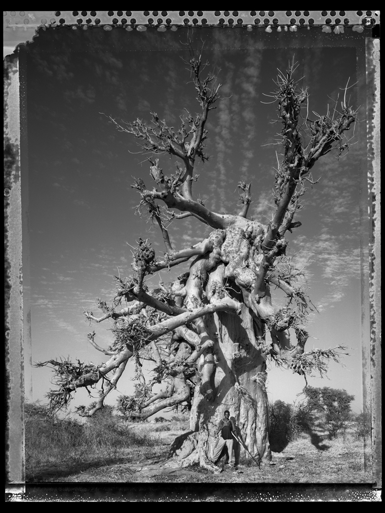 Baobab #8 - 2008, Mali