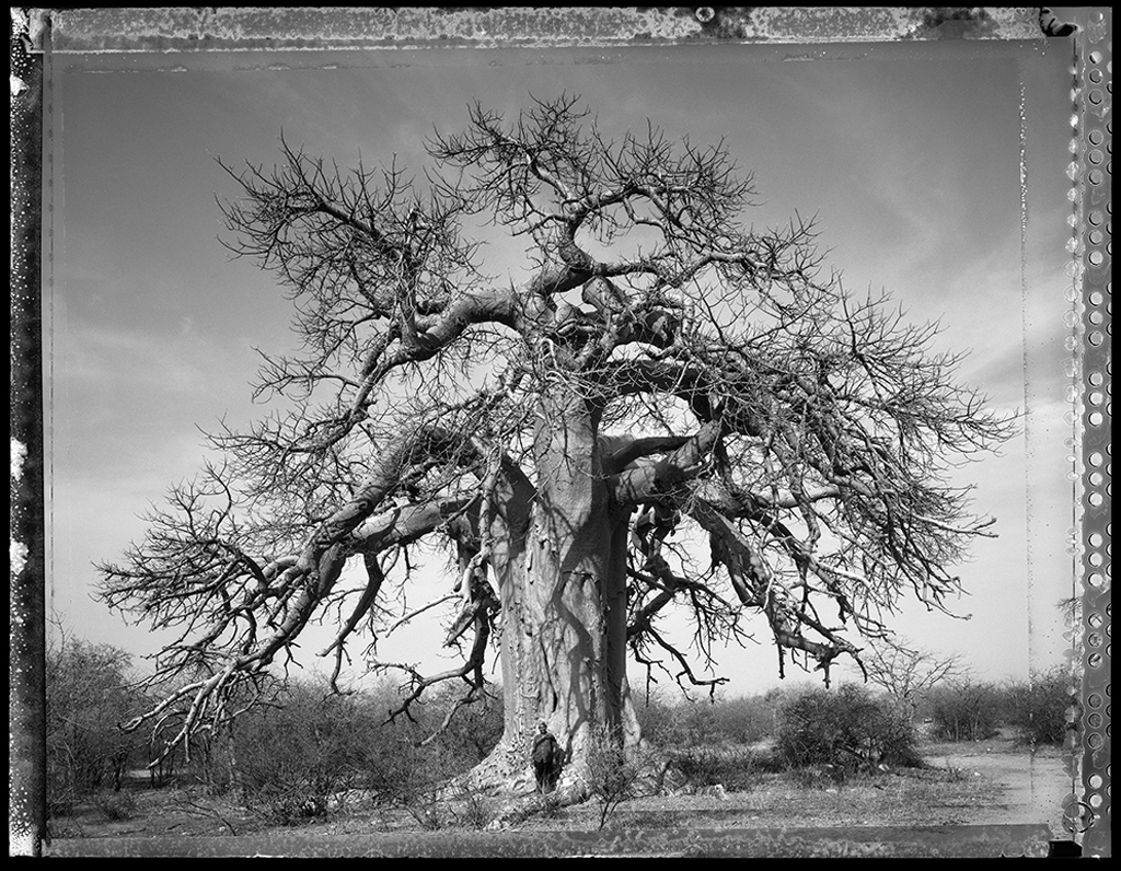 Baobab #16 - 2009, South Africa