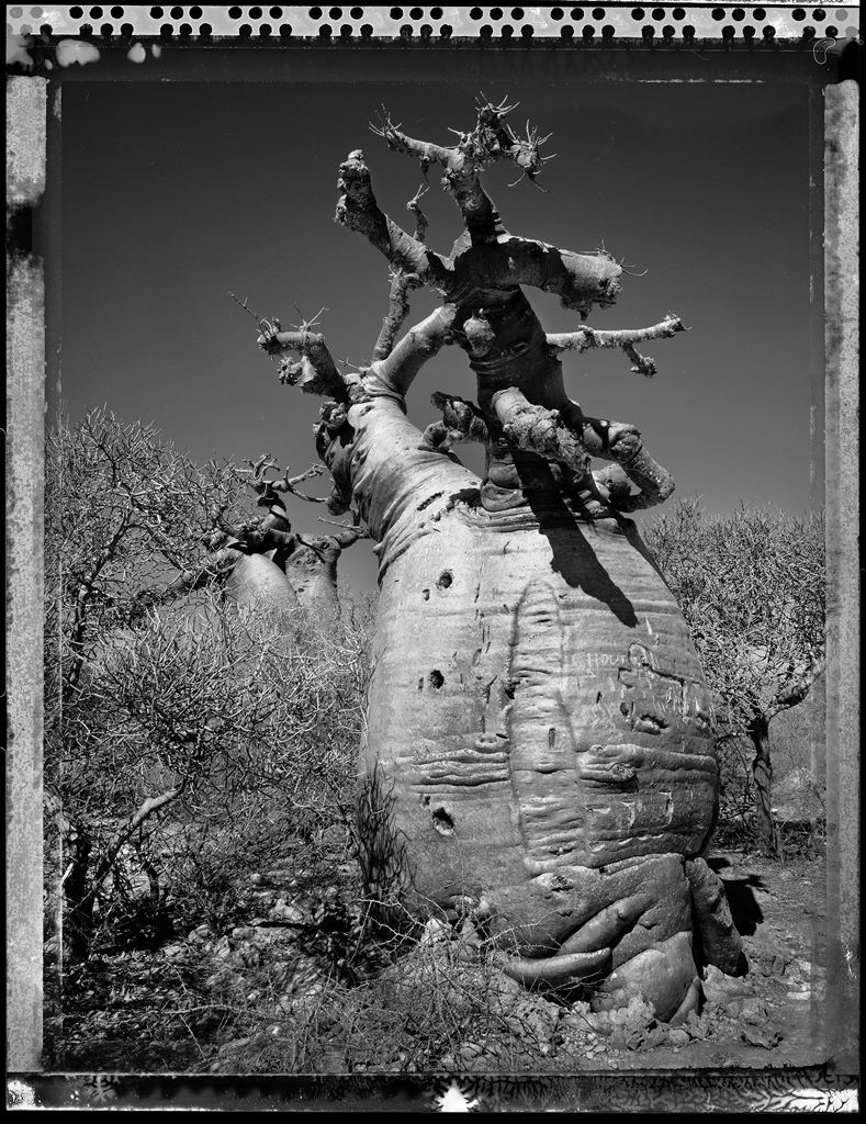 Baobab #22 - 2010, Madagascar