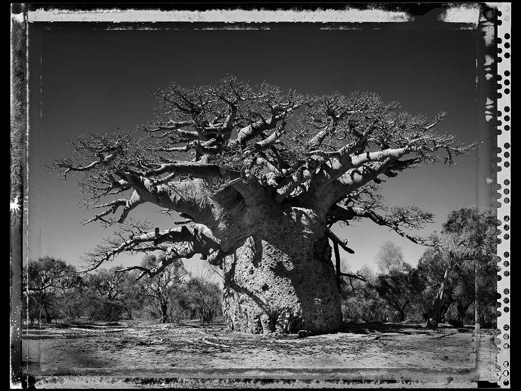 Baobab #24 - 2010, Madagascar