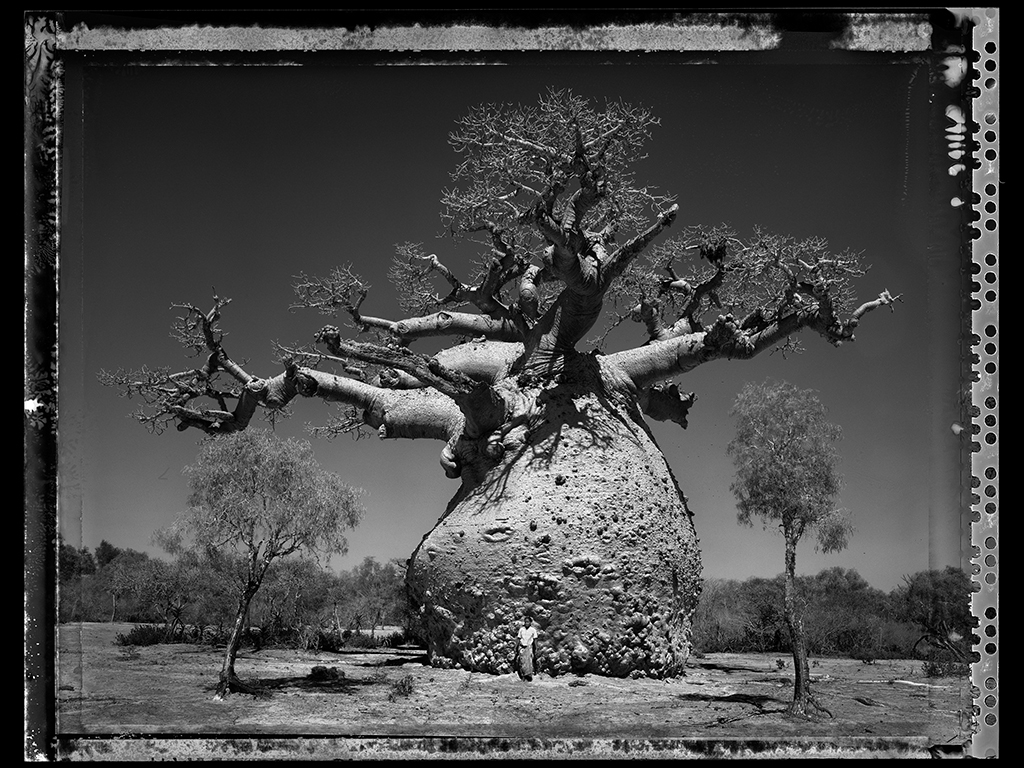 Baobab #29 - 2010, Madagascar