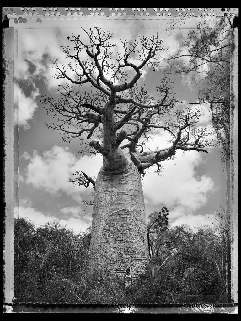 Baobab #30 - 2010, Madagascar